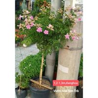 (VHST giao trong ngày) CÂY HOA HỒNG THIÊN HƯƠNG thân gỗ.
