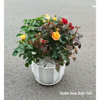(VHST giao trong ngày) CÂY HOA HỒNG TỶ MUỘI HÀ LAN chậu sứ.