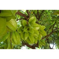 (VHST giao trong ngày) CÂY KHẾ CHUA, đang hoa/trái.