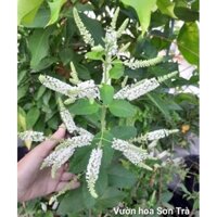 (VHST giao trong ngày) Cây BẠCH TRẦM HƯƠNG hoa rất thơm.