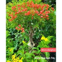 (VHST giao trong ngày) Cây BÔNG GIẤY màu đỏ cam.