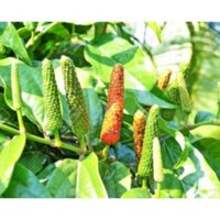 (VHST giao trong ngày) Cây TIÊU LỐT/TIÊU LỐP.