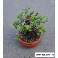 (VHST giao trong ngày) CÂY BÔNG TRANG Mỹ bonsai.
