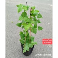 (VHST giao trong ngày) CÂY THIÊN LÝ, ĐẬU RỒNG LÁ GIANG.