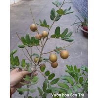 (VHST giao trong ngày) Cây NHÃN XUỒNG đang hoa.