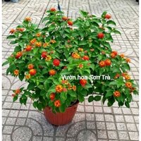 (VHST giao trong ngày) CÂY TRÂM ỔI/NGŨ SẮC size lớn.