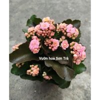 (VHST giao trong ngày) CÂY SỐNG ĐỜI HOA HỒNG KÉP size trung.