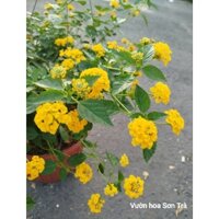 (VHST giao trong ngày) CÂY TRÂM ỔI VÀNG size lớn.