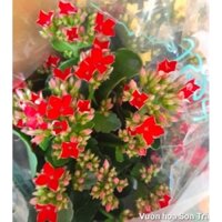 (VHST giao trong ngày) CÂY SỐNG ĐỜI HOA ĐỎ ĐƠN,.