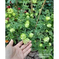 (VHST - GIAO TRONG NGÀY) Cây HOA HỒNG XANH, bụi, đang hoa.