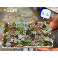 Vĩ Sen Đá 84Cây Mini Đủ Loại Size 2-3cm Hư 1 Đổi 1