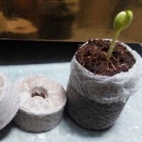 viên nén xơ dừa ươm hạt giống cây con (thùng 1000 viên)