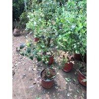 việt quất, trà vàng