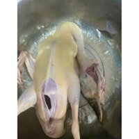 vịt cỏ chạy đồng