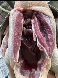 Vịt cỏ nguyên con