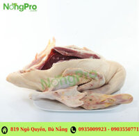 Vịt cỏ Quế Sơn ( con)