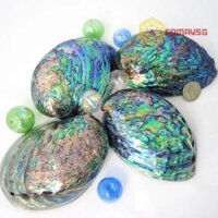 Vỏ bào ngư tai xanh mài- Paua polished abalone shell