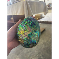 Vỏ bào ngư xanh đã mài bóng đẹp, dùng trang trí nhà cửa, sưu tầm giao lưu, mình có nhiều loại ốc khác nữa nhé