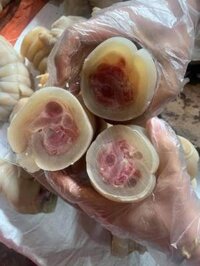 vó bò rút xương