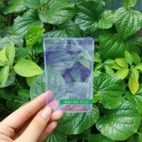 vỏ bọc căn cước công dân (CCCD)