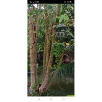 vỏ cây trâm bầu khô