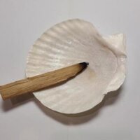 Vỏ Đĩa Ốc Xà Cừ Xanh - Hồng dùng đốt xô thơm - Palo santo các size lớn nhỏ - Vỏ sò size 10cm