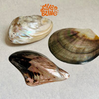 Vỏ ngọc trai xà cừ, vỏ ốc biển tự nhiên size lớn 10~15cm làm đồ trang trí, hàng sưu tầm Blue & Bling