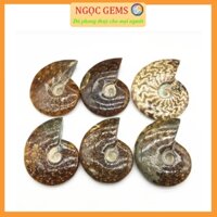 Vỏ Ốc Anh Vũ Hóa Thạch Tự Nhiên Dùng Sưu Tầm, Trang Trí Nhà Cửa