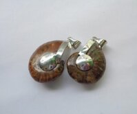 Vỏ ốc hóa thạch FK084