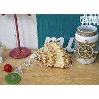 Vỏ ốc tù và trang trí phong cách biển HOS-24 TTTM