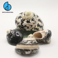 Vỏ ốc Xà Cừ Da Rắn - Vỏ ốc mượn hồn - Vỏ ốc trang trí nhiều kích thước.