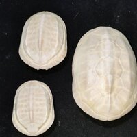 Vỏ Rùa Trắng Wenwan Tay Cầm Mảnh Thật Rùa Vỏ Rùa Rùa Tất Cả Xương Tự Nhiên Wenwan Đĩa Chơi Ngọc Bột Giấy Fujia Thế Giới 3-17-16