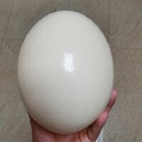 Vỏ Trứng Đà Điểu