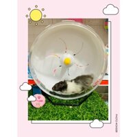 vòng chạy đường kính 21cm cho hamster , chuột cảnh , nhím cảnh