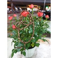 vòng chuỗi 108 hạt