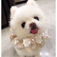 Vòng cổ cho chó. Vòng chổ cho mèo. CUTE - Chất Liệu Cao Cấp - Thoải Mái - Sang Trọng