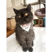 Vòng cổ cho thú cưng chó mèo dạng khăn thêu tên pet theo yêu cầu