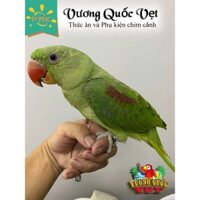 Vòng inox đeo chân vẹt Xích có khắc thông tin