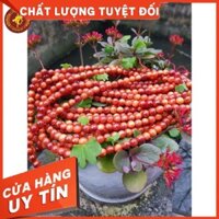 Vòng tràng hạt 12 ly GỖ Huyết Long 108 hạt