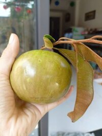 Vú sữa bơ hồng ĐaK Lak - kg