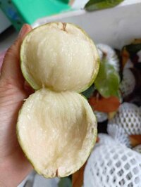 Vú sữa bơ hồng Đắk Lắk