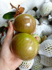 Vú sữa bơ hồng Đắk Lắk