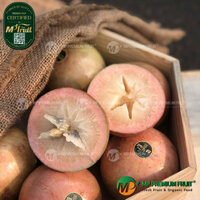 Vú Sữa Bơ Hồng Lò Rèn Vĩnh Kim