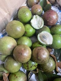 Vú sữa bơ hồng