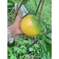 Vú Sữa Hoàng Kim Cây Giống