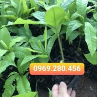 Vú sữa hoàng kim ( kèm ảnh thật)