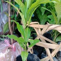 Vú  sữa  hoàng  kim