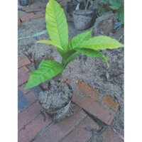 Vú sữa hoàng kim