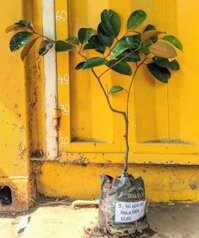 vú sữa tím