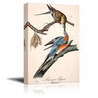 wall26 - Beautiful Illustration of a Passenger Pigeon by John James Audubon - Canvas Art Home Art - 24x36 inches